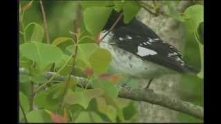 Birdsong & Coffee: A Wakeup Call