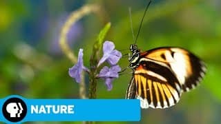 NATURE | Sex, Lies and Butterflies: Official Trailer | PBS