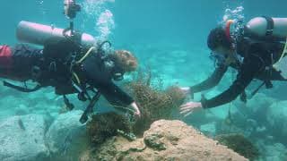 SEA WITHIN A SEA (2021) | Official Trailer