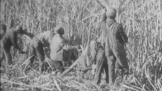 Cane Sugar (1939)