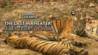 The Last Maneater  - Killer Tigers Of India