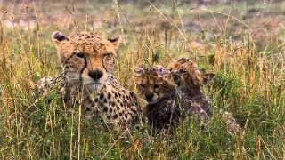 African Cats Official Trailer