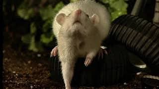 Hammy Hamster - Once Upon a Hamster - Episode 2