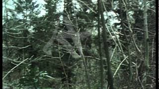 Dylan Thomas - Fern Hill