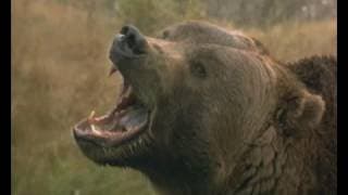 Grizzly Falls Trailer