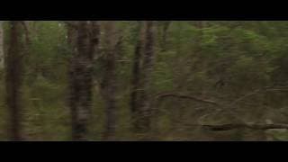 Trailer #2