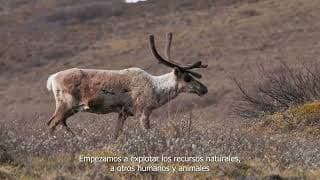 30 SUNCINE | Ñ Section | Los caminos del caribú