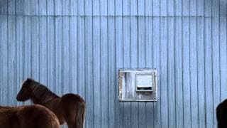Bestiaire (Dir. Denis Côté) Trailer