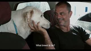 The Stray Story - A dogumentary: Official Theatrical Trailer