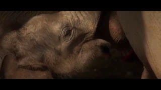 When Elephants Were Young Trailer 2016
