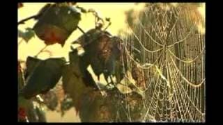 FRESH the trailer