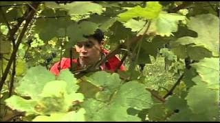 ALMFILM - MOUNTAIN MEADOW MOVIE Trailer with English subtitles