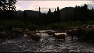 Hell Roaring Creek clip