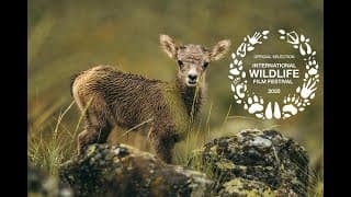 Wild & Wool Trailer