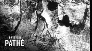 Secrets Of Nature - War In The Trees (1931)