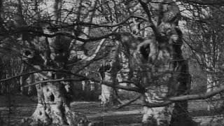 Burnham Beeches (1909)