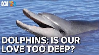 Dolphins: Is Our Love Too Deep? | Coming to ABC in 2023 | ABC TV + iview