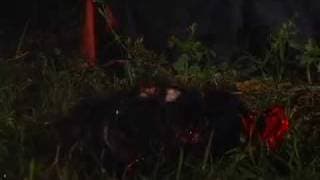 trailer ferozz