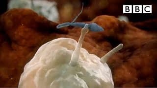 Sperm attacked by woman's immune system - Inside the Human Body: Creation - BBC One
