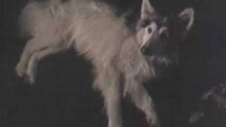 Legend Of The Spirit Dog trailer (official trailer)