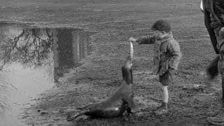 The Village Pet (1931)