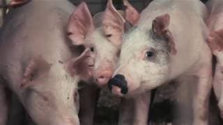County Fair, TX - TRAILER