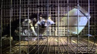 The Ghosts in Our Machine Trailer