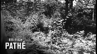 Secrets Of Nature - Orphans Of The Woods (1932)