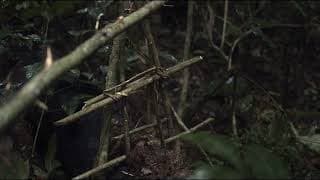 Trailer | L'Arbre de l'authenticité | Sammy Baloji