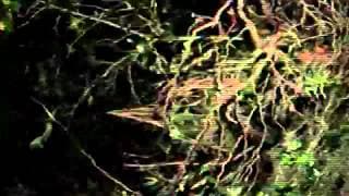 Evidence - Trailer (English)