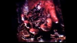 ICE FROM THE SUN Trailer