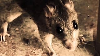 SHIVERING WITH MICE