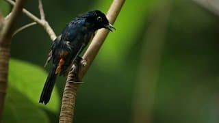 ​Fascinating: Why Are These Birds So Angry?