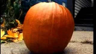 The Life and Death of a Pumpkin