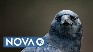 Bird Brain Preview