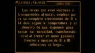 La mosca y sus peligros 1920