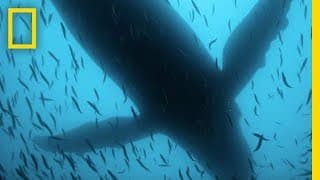 Sea of Shadows Official Trailer | National Geographic