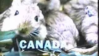 Joyce Wieland- Rat Life and Diet in North America