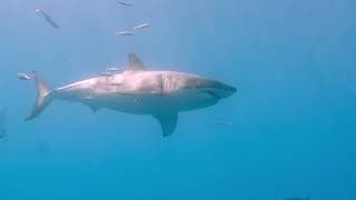 Sharks: Monster of the Media
