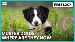 Muster Dogs: Where Are They Now | ABC TV