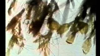 Mothlight - Stan Brakhage [1963]