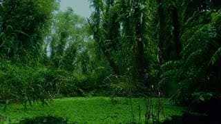The Eternal Springtime – trailer | IFFR 2021