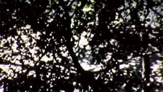 Leaves - Jim Jennings 1975