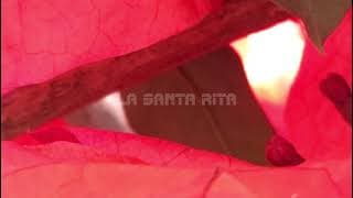 "La Santa Rita" - Ramón Benitez (short)