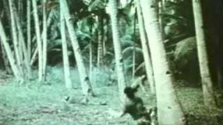The Hot Box (1972) Theatrical Trailer