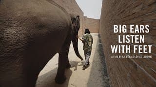 BIG EARS LISTEN WITH FEET - Trailer - New Film!