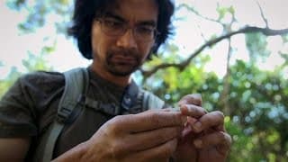 Incredible: Is This Species Splitting in Two?