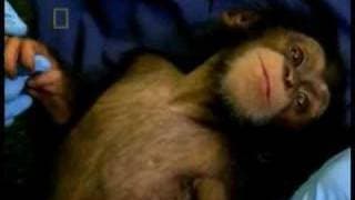 The Human Ape 1of10