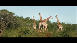 Trailer - Be a Wildlife Advocate!