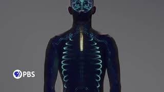 Human: The World Within